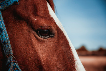 Head of a red horse