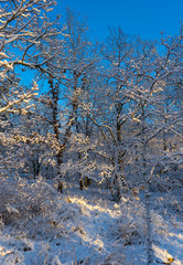 Bright winter day in Sweden. Frosted trees and snowy ground. Winter in scandinavia. Landscape wallpaper. Nature photo.