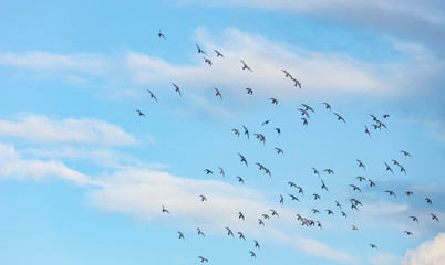 flock of pigeons flying into blue sky 
