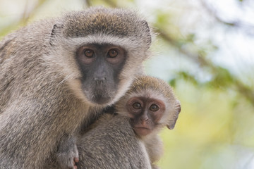 Baby Vervet monkey
