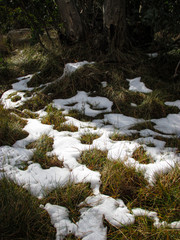Snow melts on the forestbed of Lake Mountain creating patches of snow on grass. The snow used to be...