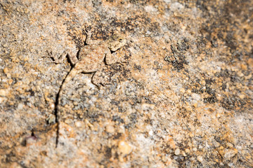 A nearly invisible lizard, camouflaging with the stone its sitting on, South Africa