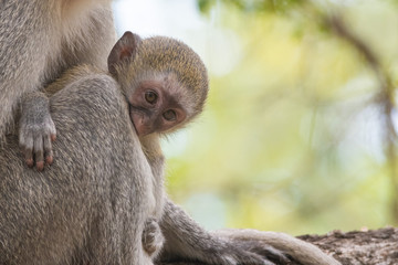 Baby Vervet monkey