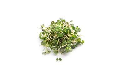 Microgreen eco food isolated on white background