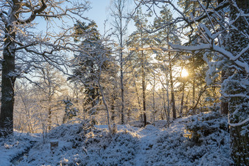 Bright winter day in Sweden. Frosted trees and snowy ground. Winter in scandinavia. Landscape wallpaper. Nature photo.