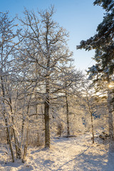 Bright winter day in Sweden. Frosted trees and snowy ground. Winter in scandinavia. Landscape wallpaper. Nature photo.