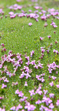 cloce on little pink flower of an alpine succulent plant covering the  ground