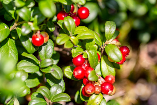 Red cranberry berry in natural nature. Forest berry, environmentally friendly product. Home treatment.