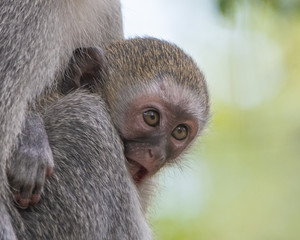 Baby Vervet monkey