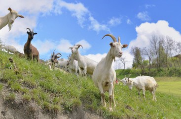 Fototapeta premium white bautiful alpine goast in pasture at spring