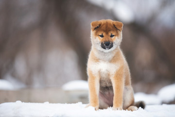 cute shiba inu puppy sitting on a wooden bench in winter. Japanese shiba inu dog in the snow