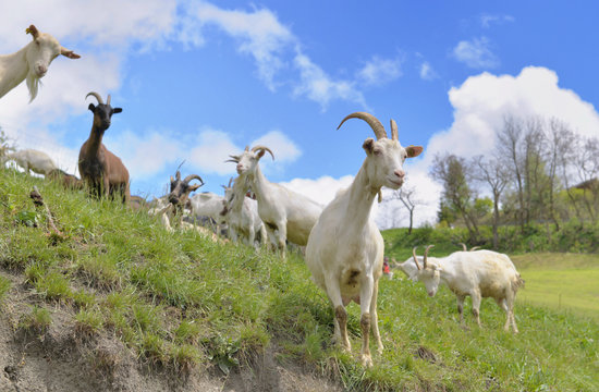 white bautiful  alpine  goast in pasture at spring