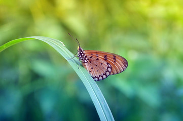 butterfly on a leaf