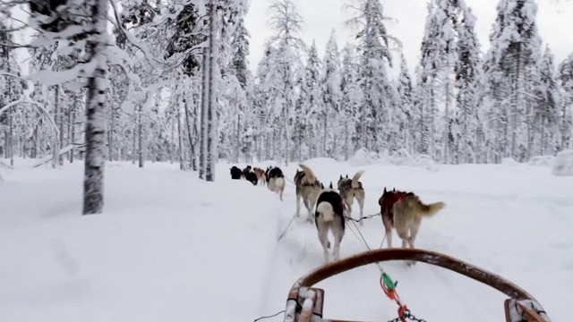Wonderful husky ride on a sleigh in snowy winter forest in Lapland. Tourist activities in the arctic north trip