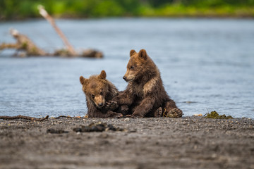 Ruling the landscape, brown bears of Kamchatka (Ursus arctos beringianus)