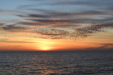 Murmuration