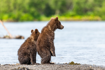 Obraz premium Ruling the landscape, brown bears of Kamchatka (Ursus arctos beringianus)