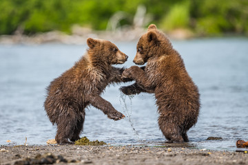 Obraz premium Ruling the landscape, brown bears of Kamchatka (Ursus arctos beringianus)