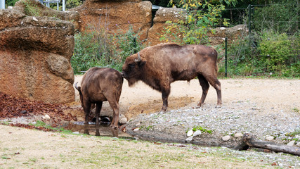  European bisons