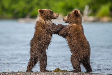 Obraz premium Rządzące krajobrazem niedźwiedzie brunatne Kamczatki (Ursus arctos beringianus)