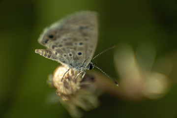 tiny butterfly on top of flower