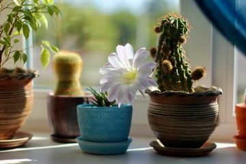 Light pink tender echinopsis spiky cactus flower. Beautiful plants in a pots stand  on a plastic windowsill in a sunny day. Selective focus.