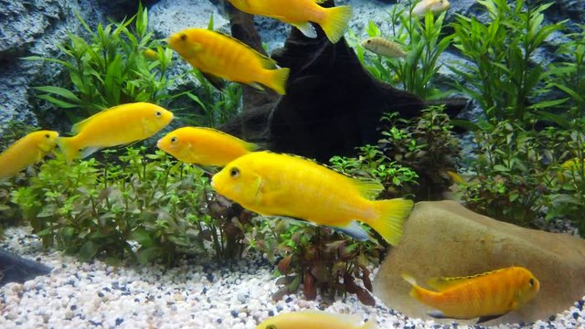 Electric yellow cichlid (Labidochromis caeruleus) or lemon yellow lab the blue streak hap in fish tank or aquarium, 4K