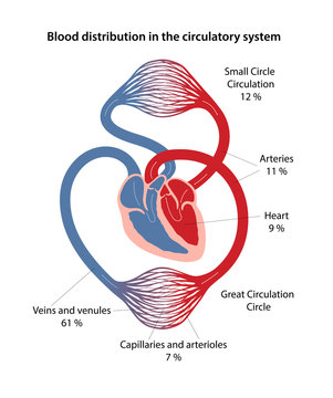 Blood distribution in the circulatory system. Diagram of great and small circles of blood circulation with main parts labeled. Vector illustration in flat style.