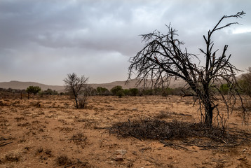 Fototapeta na wymiar Dry landscape