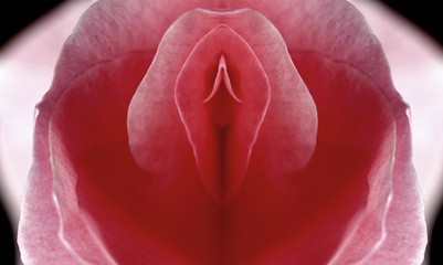 sex, pussy, vulva, clitoris, vagina, stock photo, coitus, fuck, glans, cocoon, Orgasm, love,...