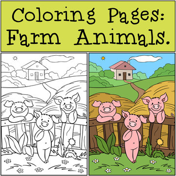 Coloring Pages: Farm Animals. Three little cute pigs are near the fence on the farm.