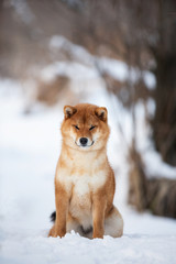 Beautiful shiba inu female dog sitting in the forest in winter. Japanese shiba inu dog in the snow