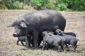schwarzes Schwein mit Babys
