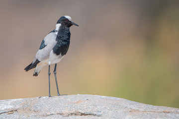 Black Smith Lapwing