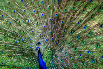 Obraz premium Peacock