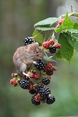 Bank vole