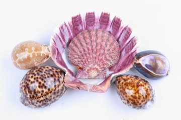 Sea shell isolated on white