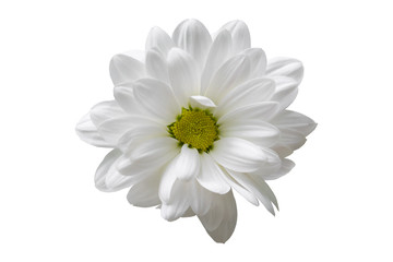 white chrysanthemum flower closeup no background