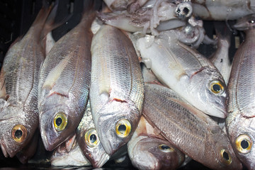 Raw fresh gilt-head bream fish on adriatic sea fish market counter. Close-up raw chilled fresh sea dorado   Dorado fish background. Health food concept.