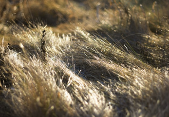 Texture of dry Grange grass . Last year's dry yellow grass in the background. Grass in the field in autumn. Golden beautiful grass covers the ground.