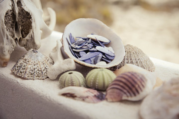 Holiday Sea Shell Collection
