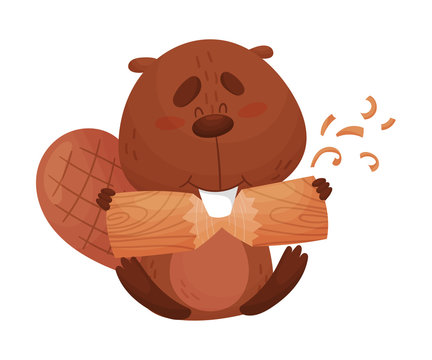 Funny Beaver Gnawing Log with His Front Teeth Vector Illustration