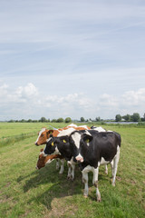 Fototapeta na wymiar Cows in meadow. Transport of a superyacht on the river on pontoon. Shipbuilding. 