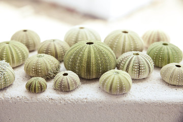 Beach Holiday Sea Urchin Collection