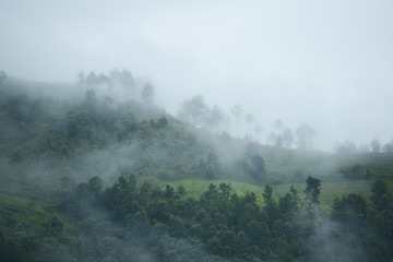 Fototapeta premium wietnam poranna mgła