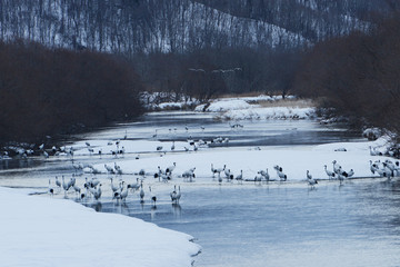 Japanese cranes at the river in Hokkaido