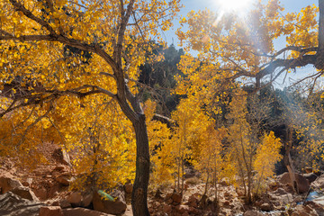 Beautiful autumn landscape around Zion National Park