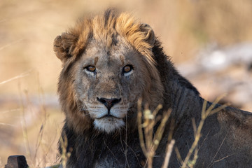 Male Lion