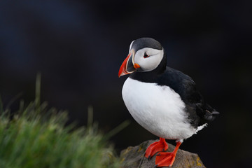 Naklejka premium Puffin from Iceland