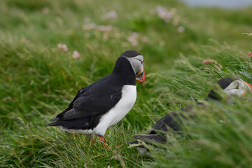 Puffin from Iceland
